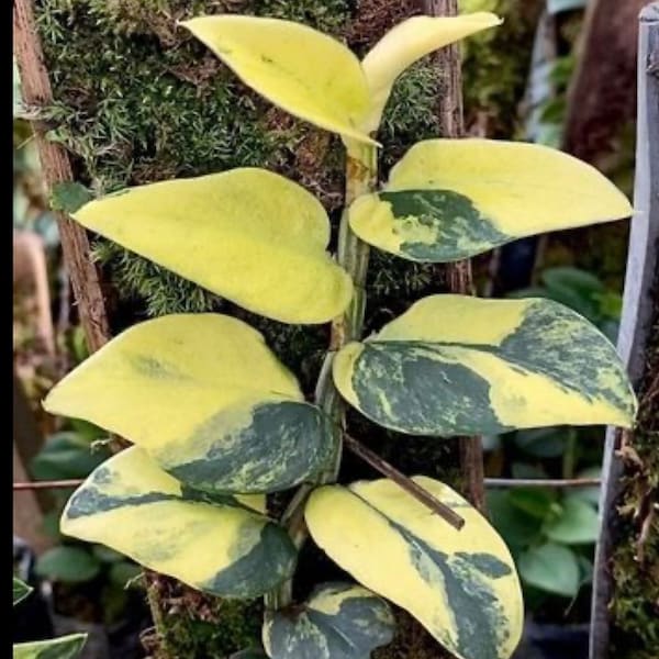 Rare variegated shingle plant