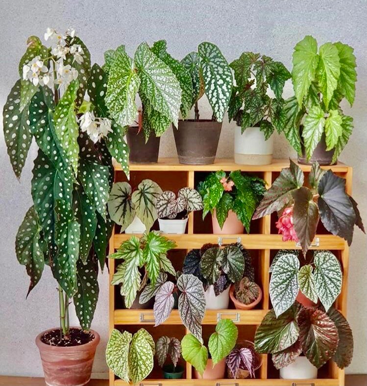 Begonia maculata rara Begonia maculata wightii ala de ángel - Etsy España