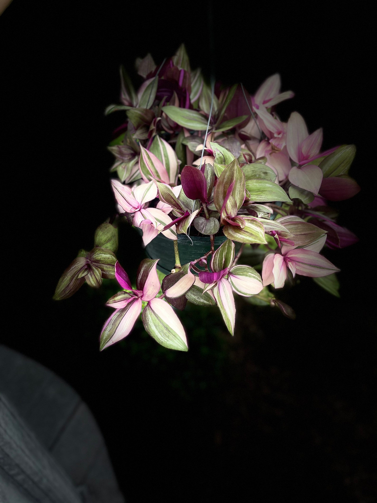 Wandering Jew Pink Wandering Jew Multicolor Tradescantia Albiflora