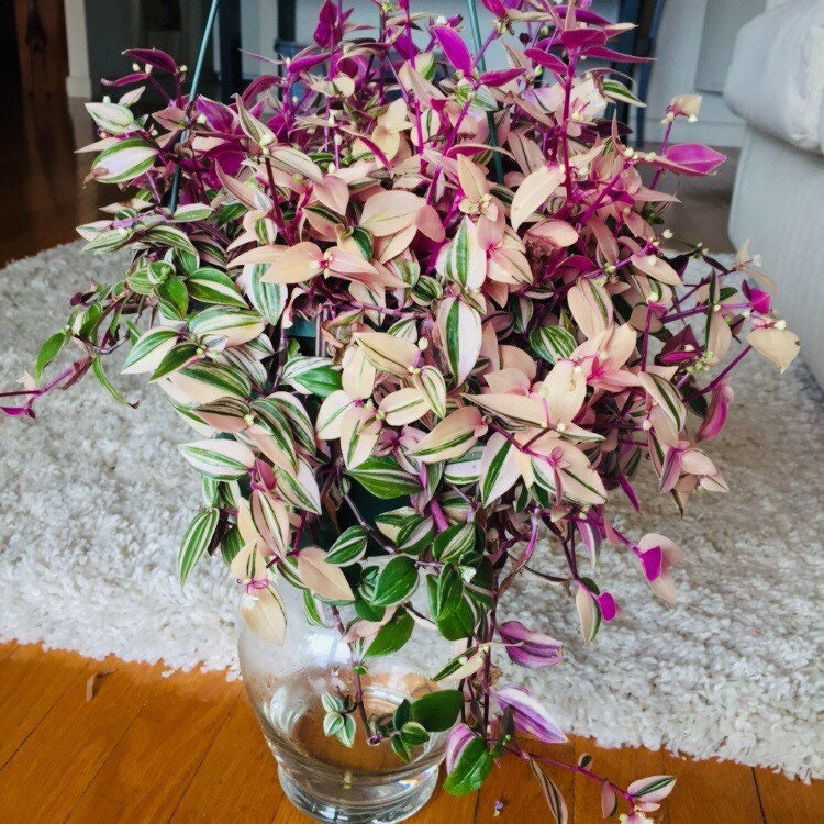 Wandering Jew Pink Rainbow Tricolor Tradescantia Albiflora Rainbow