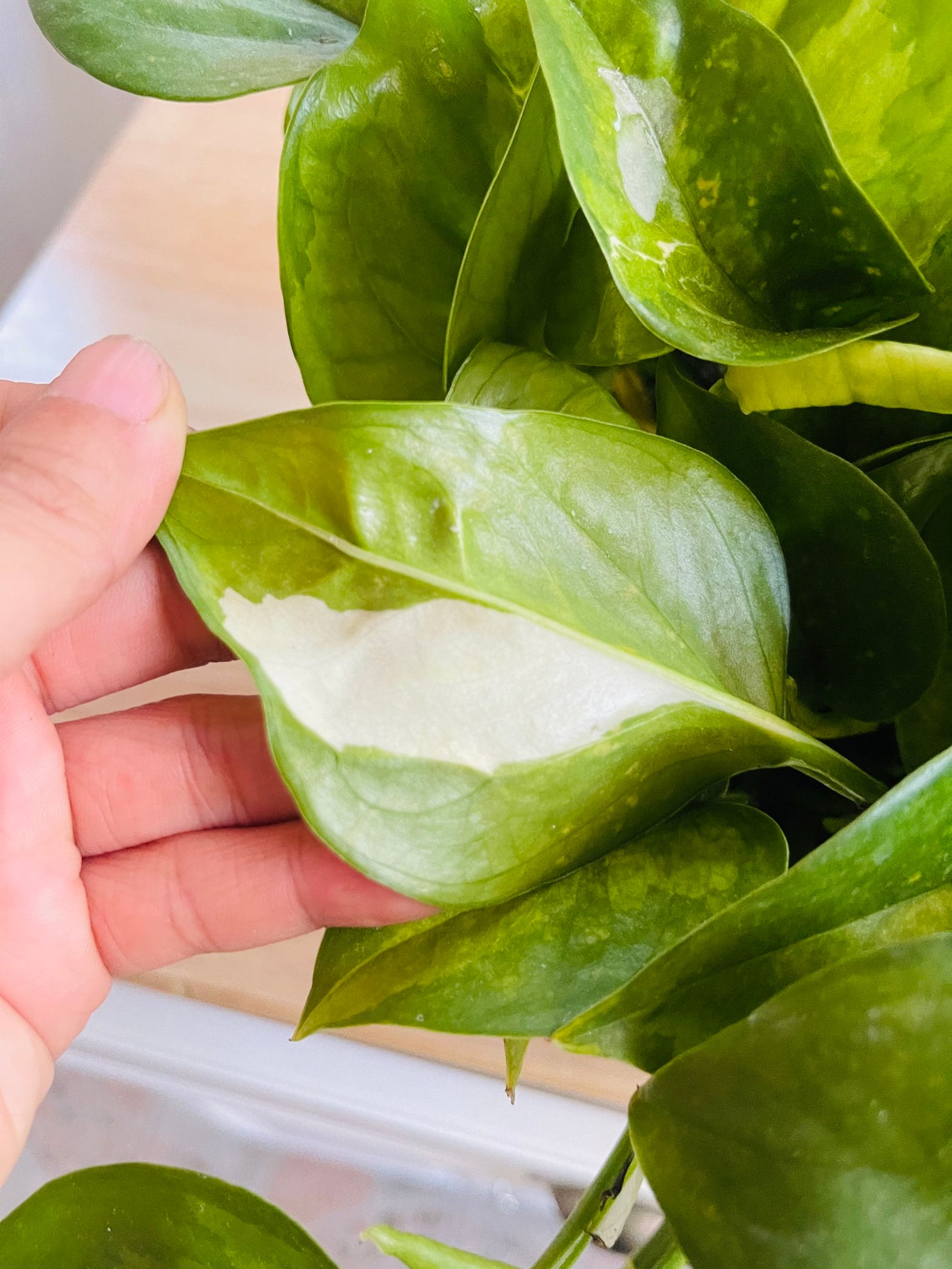 Seltene Global Green Pothos Pflanze Epipremnum Aureum Pflege | Etsy