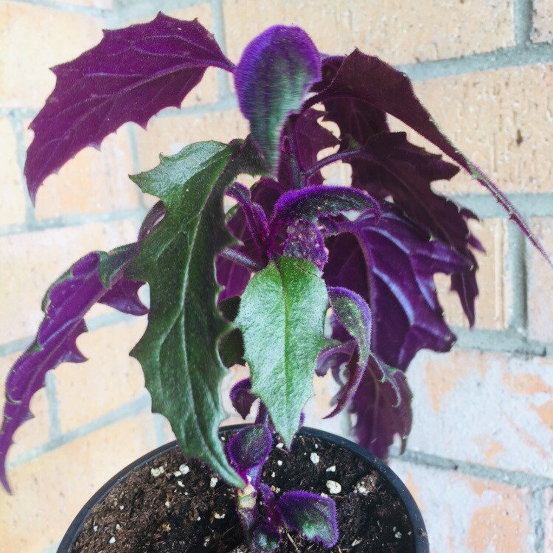 Purple passion plants rare houseplants Gynura aurantiaca Etsy