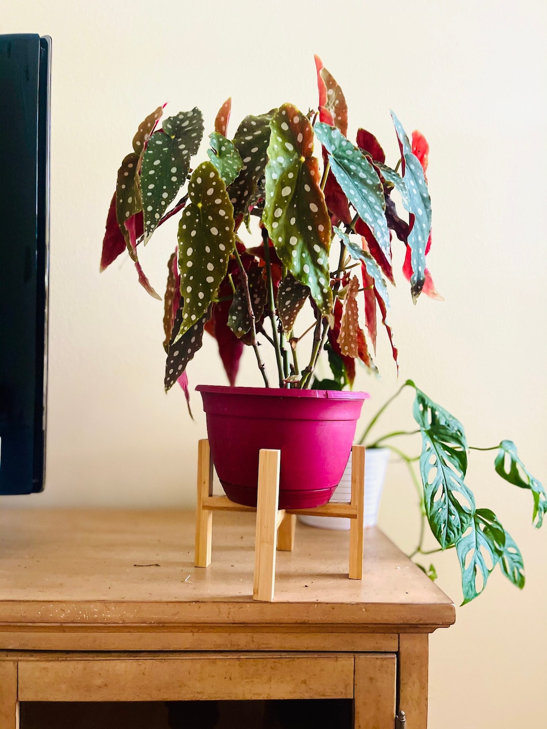 ⭐️希少⭐️ ベゴニア　マクラータ　斑入り　葉挿し用 ☆希少☆ベゴニア マクラータ 斑入り 60 ベゴニア マクラータ