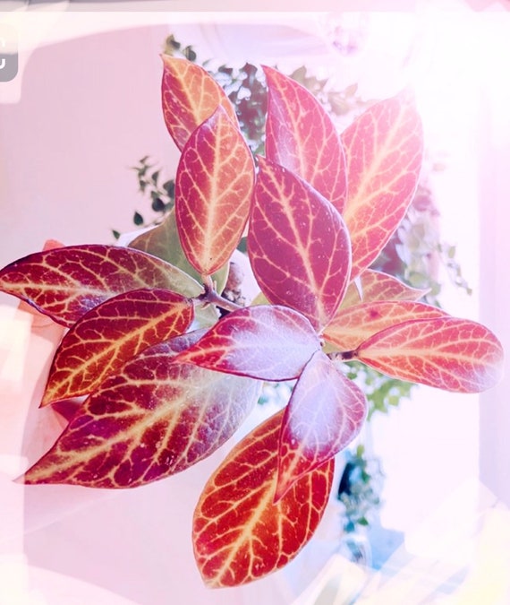 Rare Hoya Sunrise Wax Live Plant Indor Houseplant Fragrant Etsy