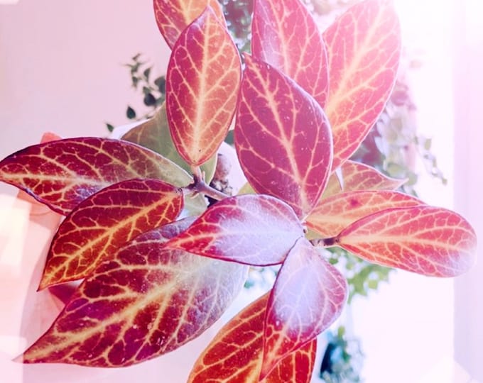 RareHousePlants Etsy Canada