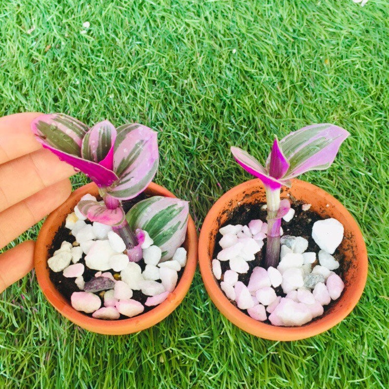 Rooted rare pink wandering Jew plant Nanouk Tradescantia