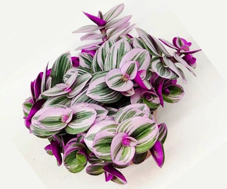 Rooted rare pink wandering Jew plant Nanouk Tradescantia
