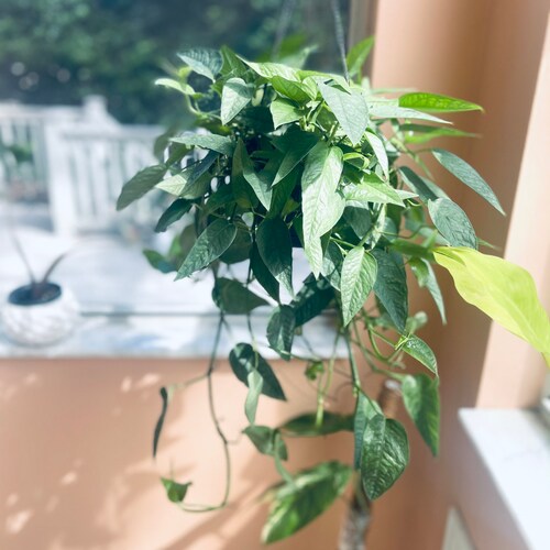 Rare Pothos cebu blue silver rare pothos plants cuttings rare pothos plant collection 2021 Cebu Blue Epipremnum Pinnatum plants gift ideas