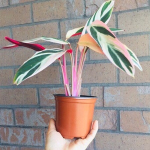 Stromanthe sanguinea Tri-Color rare houseplant pink variegated houseplant rooted prayer plant pink giner plant striking houseplants triostar image 6