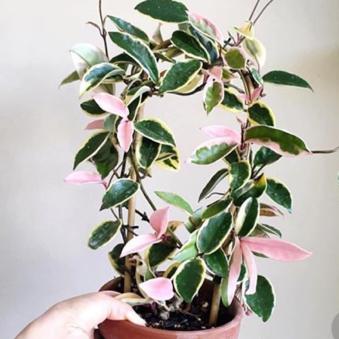 Hoya Carnosa Krimson Queen Wax Live Plant Indor Houseplant Fragrant Flower Hoya Pink Variegated