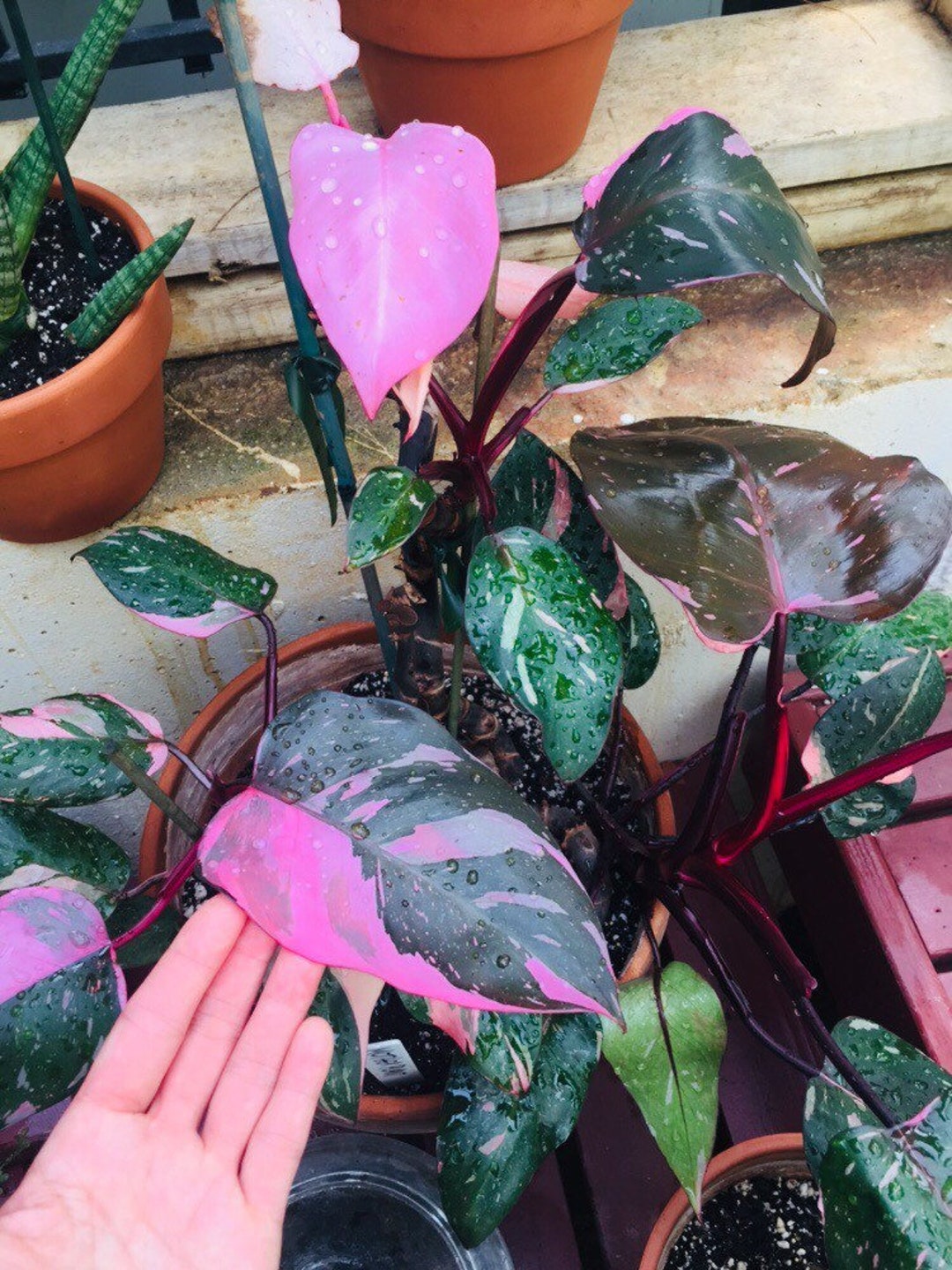 Philodendron Pink Princess Rare Philodendron Live Plant Rare