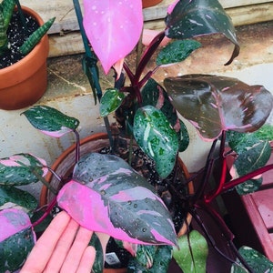 Philodendron pink princess  rare philodendron live plant  rare houseplants houseplants collection variegated philodendron Christmas gift