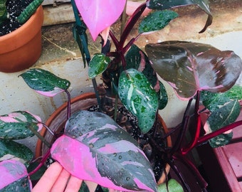 Philodendron pink princess  rare philodendron live plant  rare houseplants houseplants collection variegated philodendron gift idea