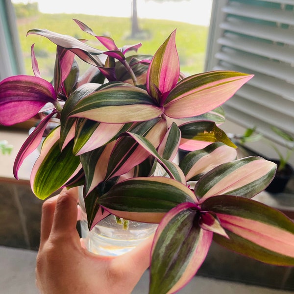 Tradescantia zebrina Variegated Tricolor Tradescantia wandering jew cuttings plant variegated wandering jew rainbow