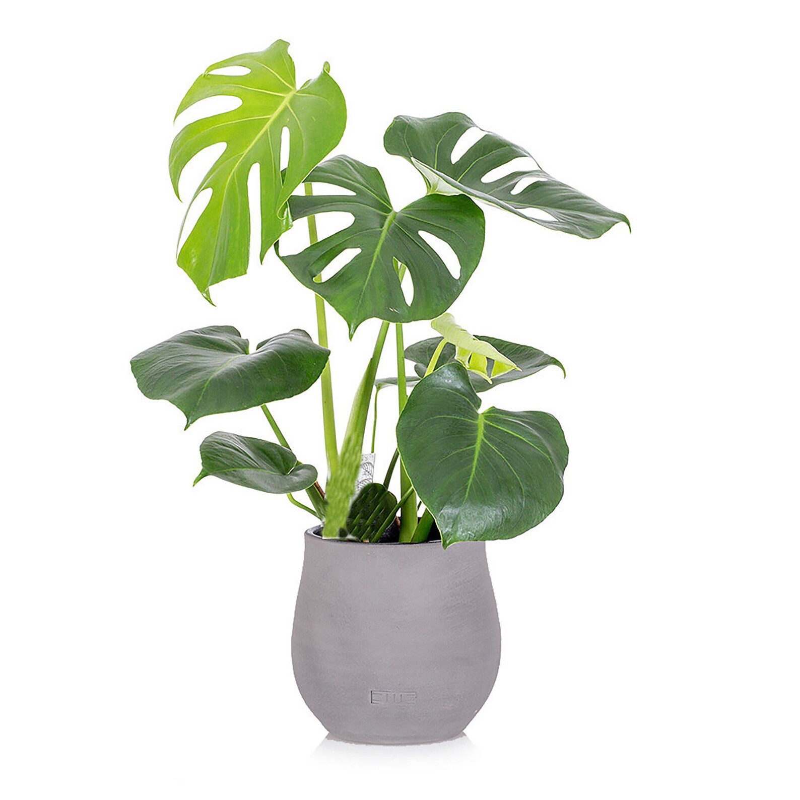 Monstera Albo Plush Keychain