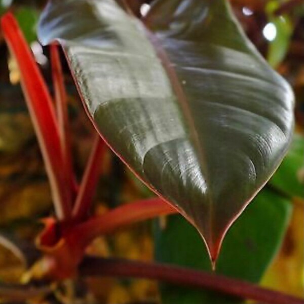 Filodendro raro rojo Esmeralda filodendro raro planta viva plantas de interior raras colección de plantas de interior regalo de filodendro para los amantes de las plantas