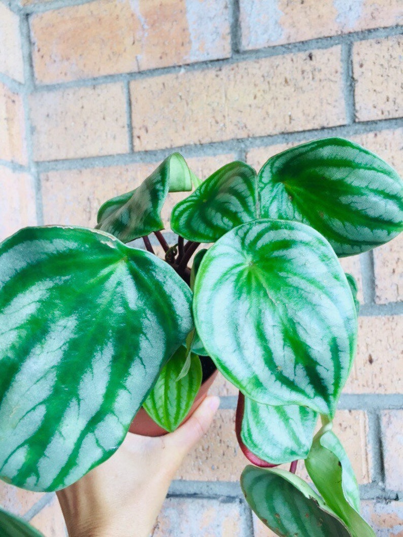 Watermelon Peperomia plant Polybotrya Coin Leaf Peperomia