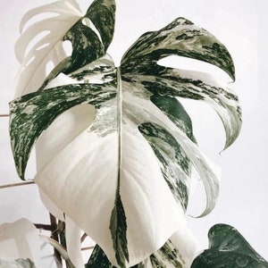 Monstera albo cutting variegated monstera albo node rare houseplant variegated plant holiday sale gift idea on sales