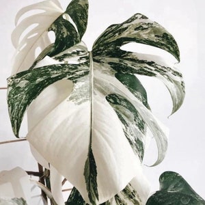 Monstera albo cutting variegated monstera albo node rare houseplant variegated plant holiday sale gift idea