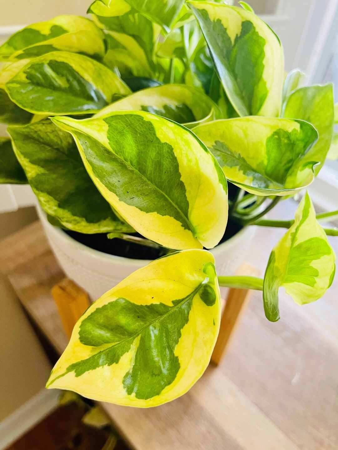 rare-cultivar-of-epipremnum-aureum-pothos-aurea-rare-plant-cutting-rare