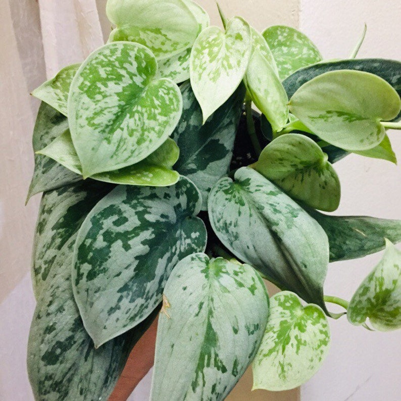 Scindapsus Silver Satin Pothos Low light houseplant variegate Etsy