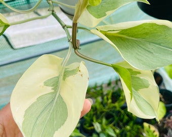 Rio philodendron Epipremnum Rio extra white philodendron RARE Super White Cultivar of Epipremnum Rio rare plant cutting rare Rio white