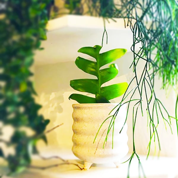 Fern leaf cactus Rare shark Teeth CUATUS cutting rare houseplants  live plants hanging houseplants rare succulent gift idea for women