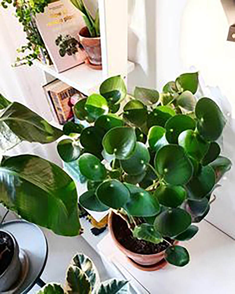 raindrop plant raindrop plant