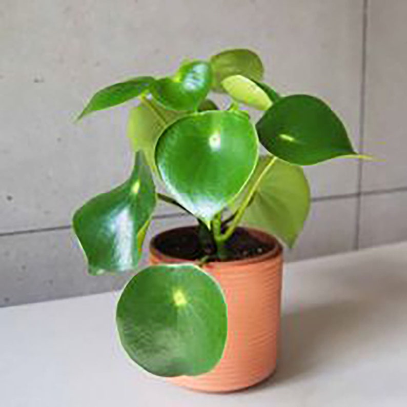 Peperomia Raindrop plant Polybotrya Coin Leaf Peperomia ...
