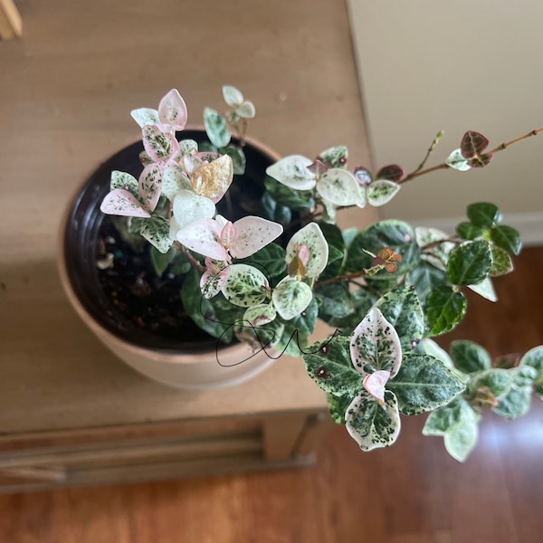 Rare House Plants Etsy