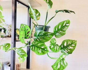 Monstera Adansonii Swiss Cheese cutting rare houseplants Swiss cheese live plants hanging houseplants rare plants cuttings