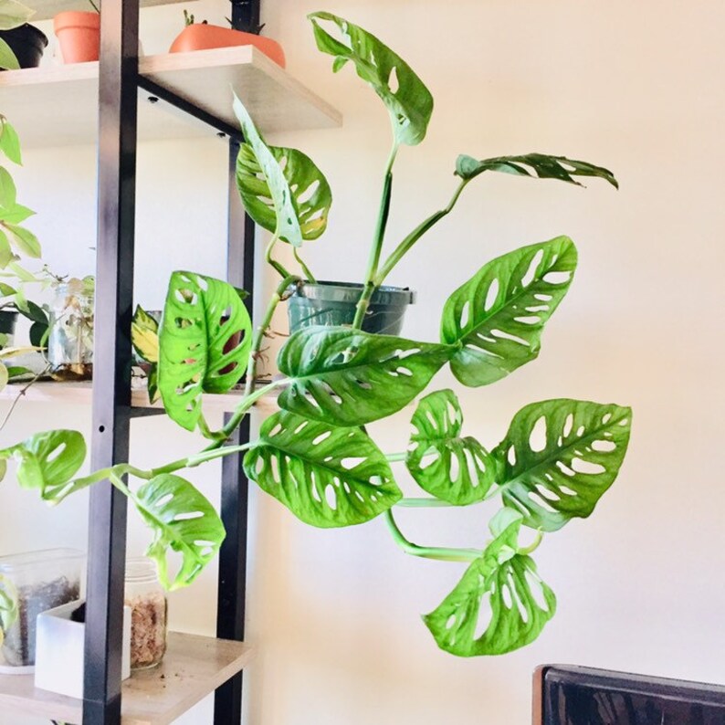 Monstera Adansonii Swiss Cheese cutting rare houseplants Swiss Etsy