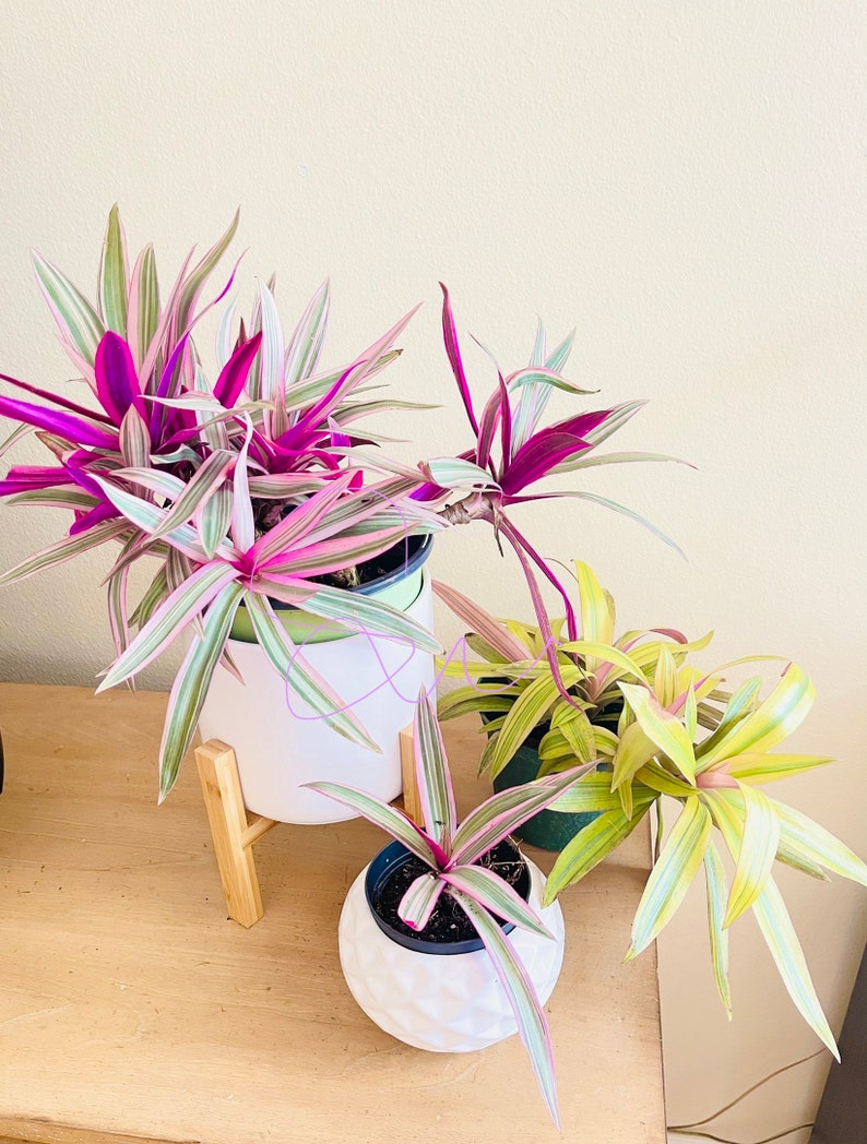 RARE House Plant Pink Live Plants Purple House Plant Colorful Etsy