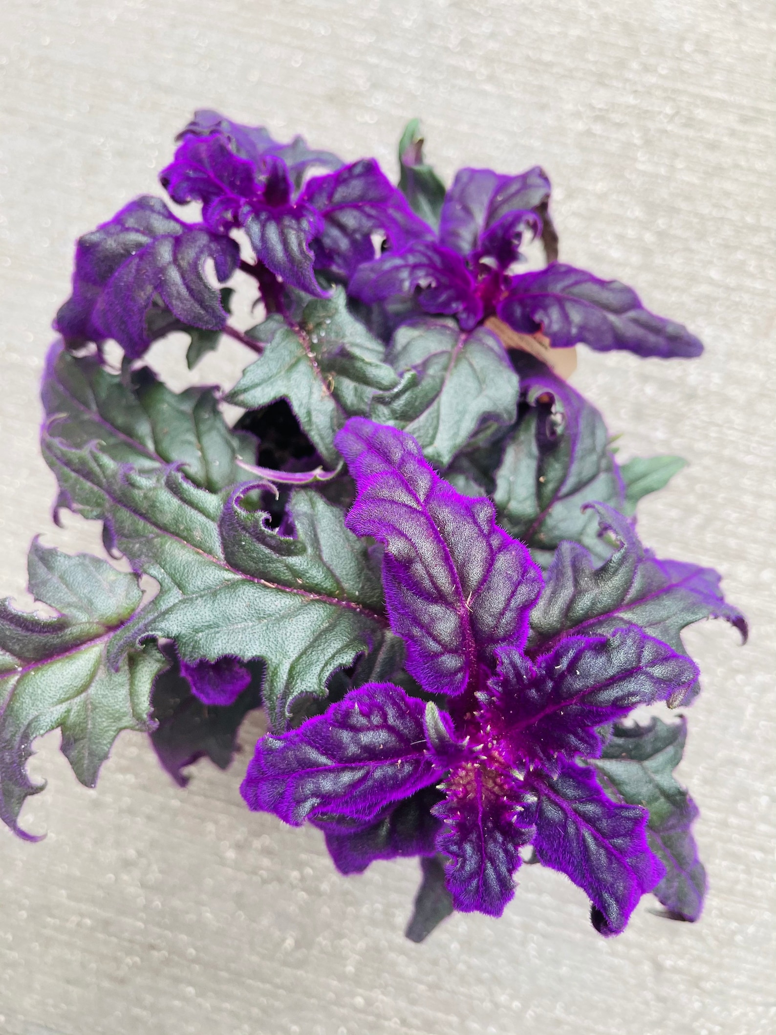 Purple Passion Plants Rare Houseplants Gynura Aurantiaca Etsy