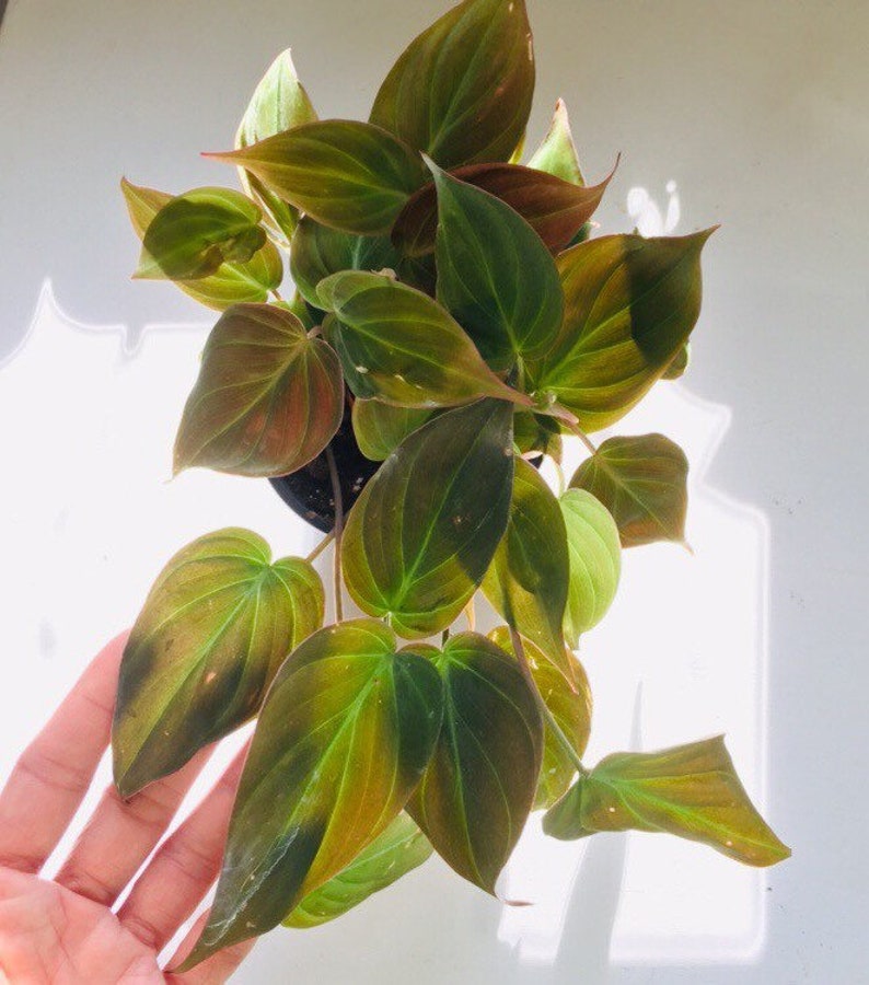 Velvet Leaf Philodendron Micans philodendron live plant