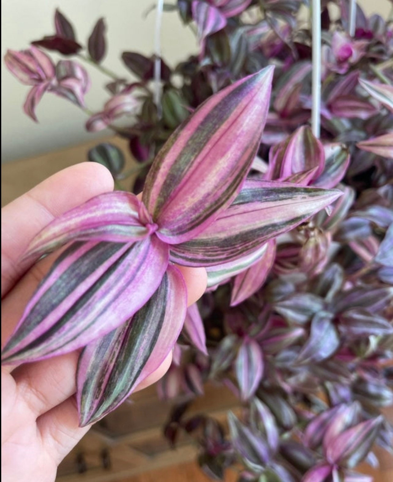 Tradescantia BLUSHING BRIDE, Virginia Ephemeral, RARE Misery, Unrooted  Cutting, Perennial, Easy to Maintain, Leaf With Pink -  Canada