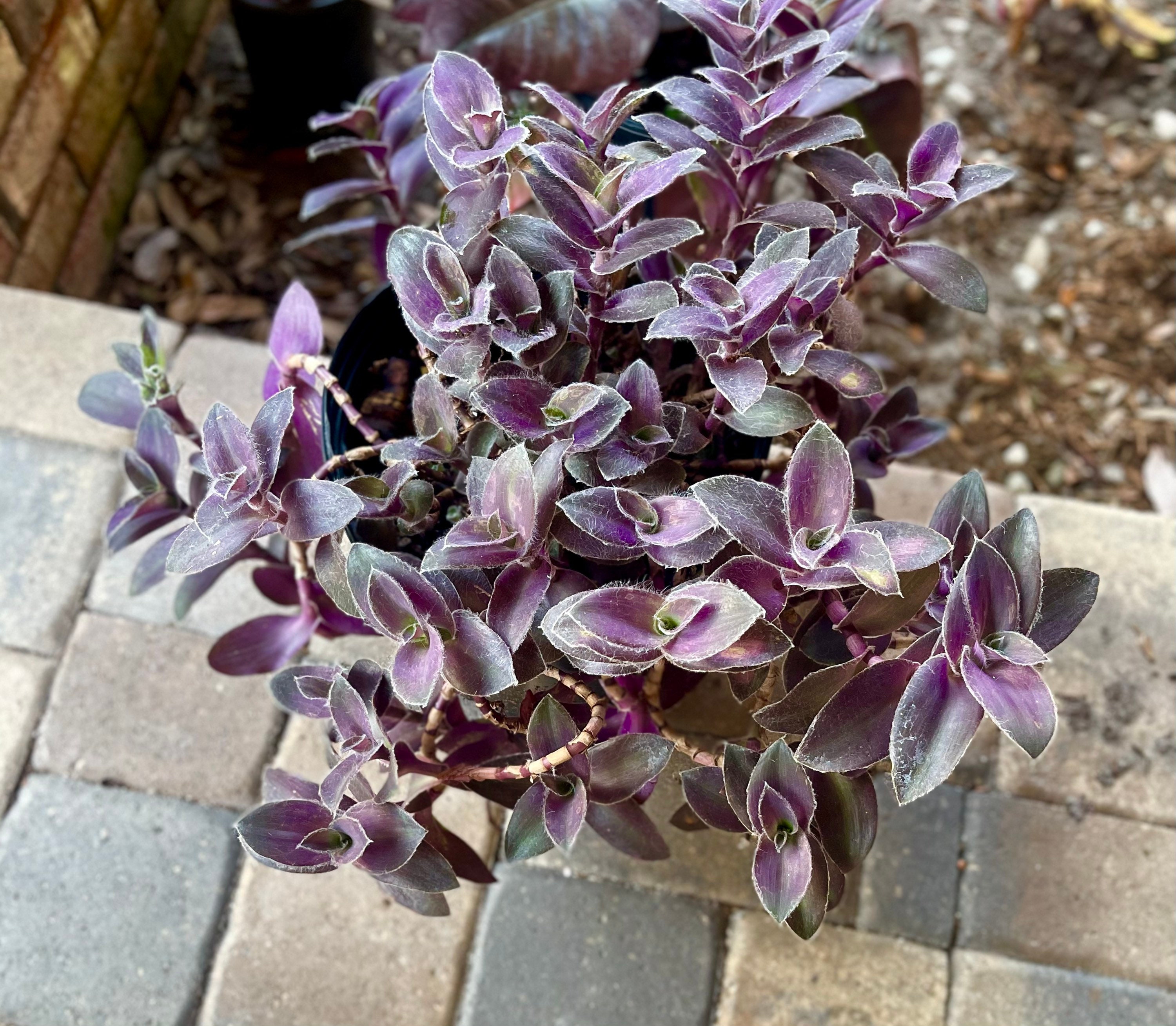 NEAT SUCCULENT FORM! TRADESCANTIA SILLAMONTANA THE FUZZY WANDERING JEW