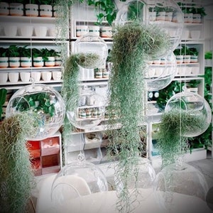 Live Spanish Moss | Tillandsia usneoides | Air Plant Super moss live moss home decor pot dirt cover moisture retaining moss