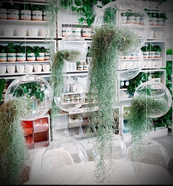 Live Spanish Moss Tillandsia Usneoides Air Plant Super Moss Live Moss Home  Decor Pot Dirt Cover Moisture Retaining Moss 