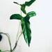 rare Philodendron cutting rare philodendron live plant rare houseplants collection gift idea exotic plants rare plant 
