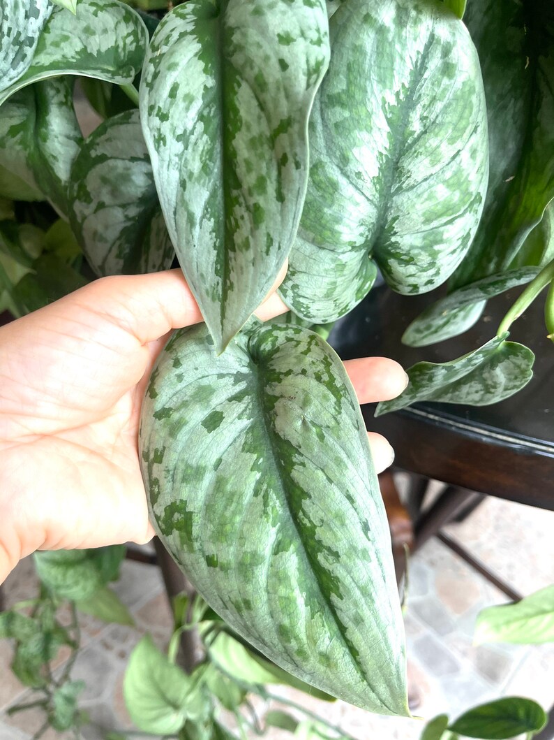 Scindapsus Silver Lady Rare Plant Rare Houseplants Hanging Etsy