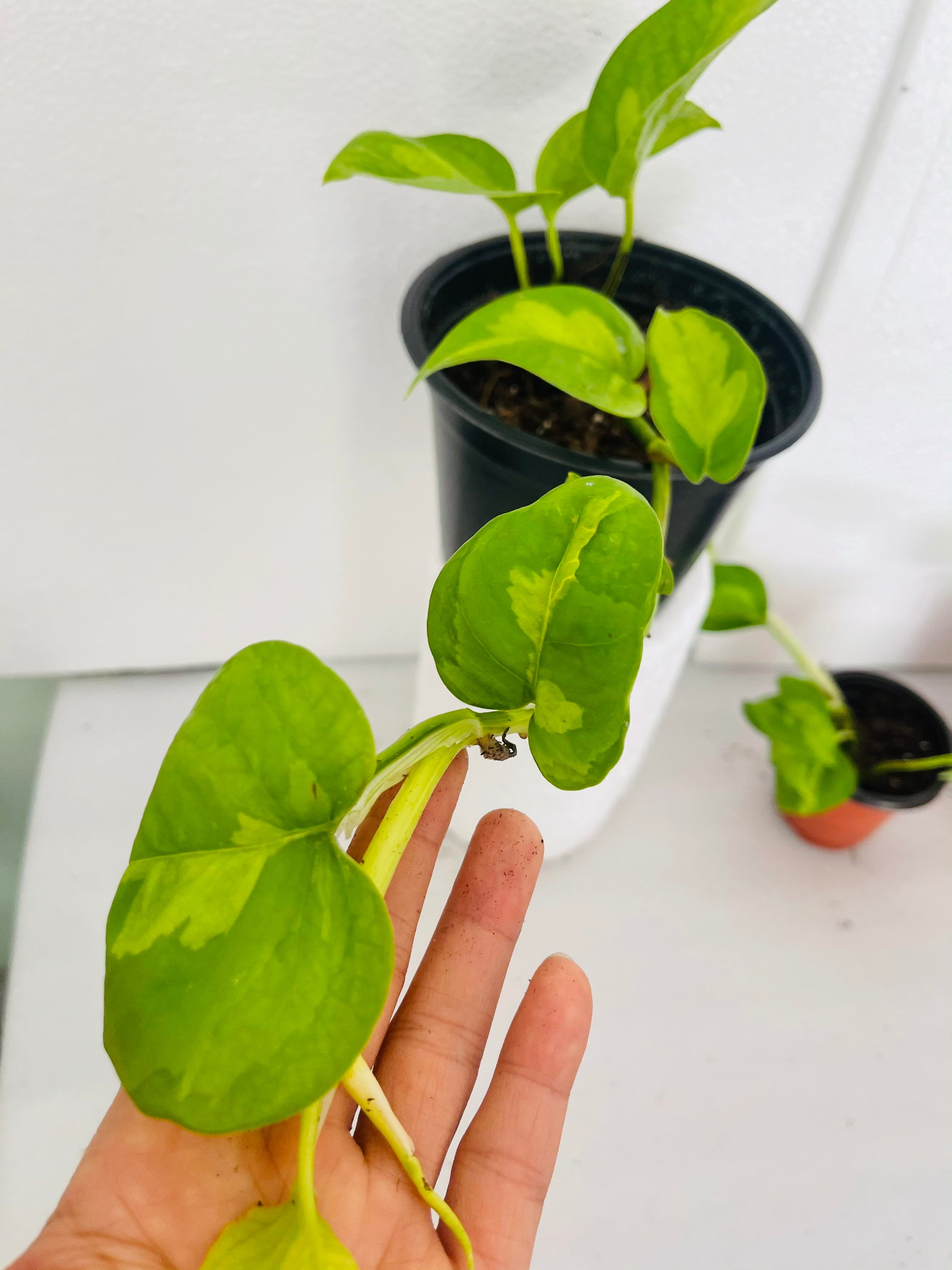 Global green pothos Variegated plant Rare potho rare Etsy