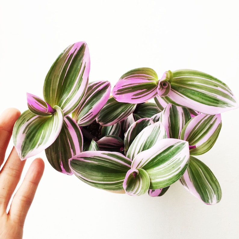 Rooted rare pink wandering Jew plant Nanouk Tradescantia