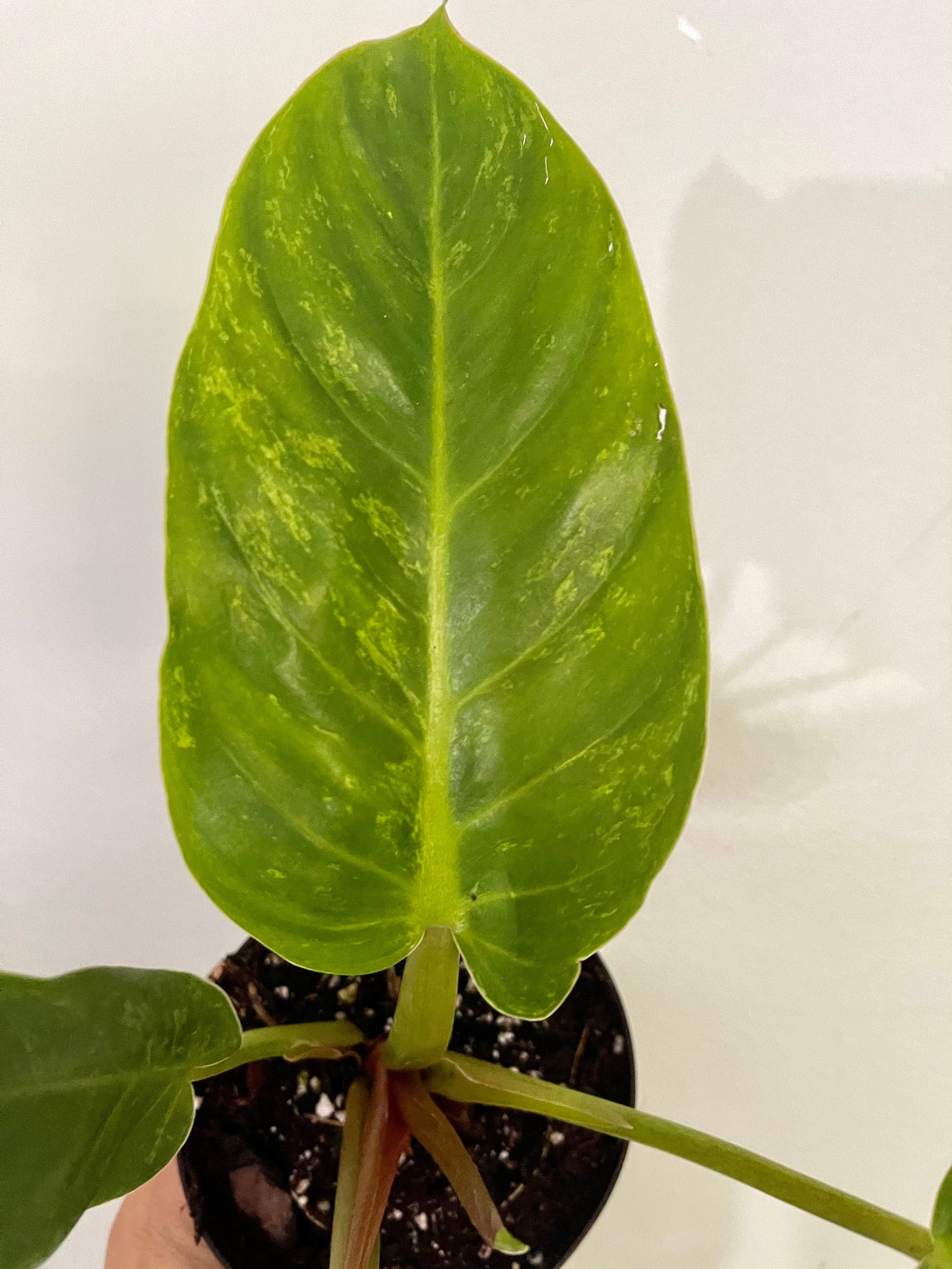 Philodendron Melinonii Variegated Variegated Philodendron Rare Etsy