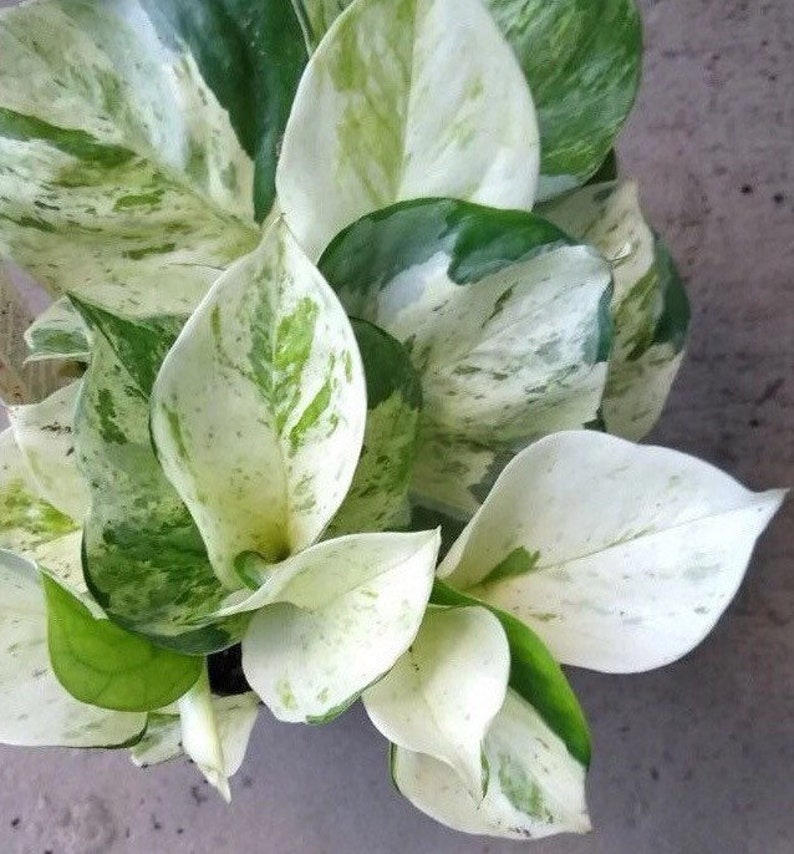 Manjula pothos variegated Pothos Low light houseplant happy Etsy