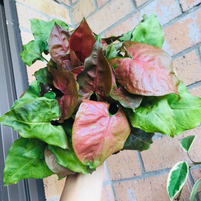 RARE Pink Allusion Arrowhead Vine rare plants trendy Etsy