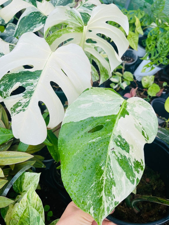 How to propagate rootless epipremnum pinnatum albo cutting? : r