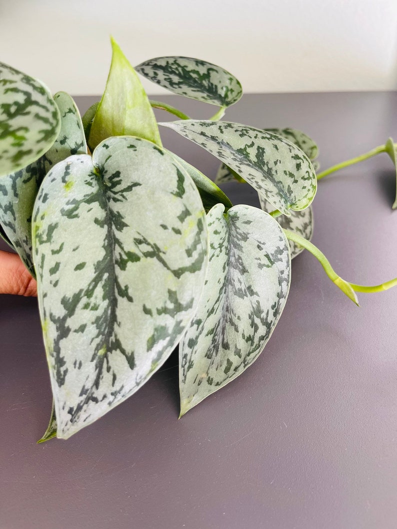 Scindapsus Silver Lady Rare Plant Rare Houseplants Hanging Etsy