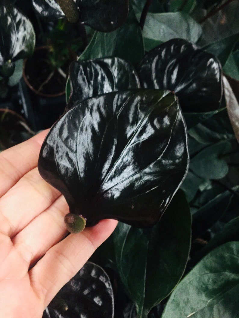 Rare black anthurium rare house plant plant collection gift black