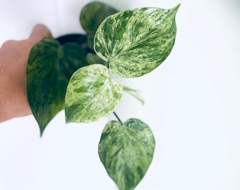 variegated Heartleaf Philodendron  Philodendron hederaceum Heart leaf philodendron live plant  rare houseplants hanging houseplants heart